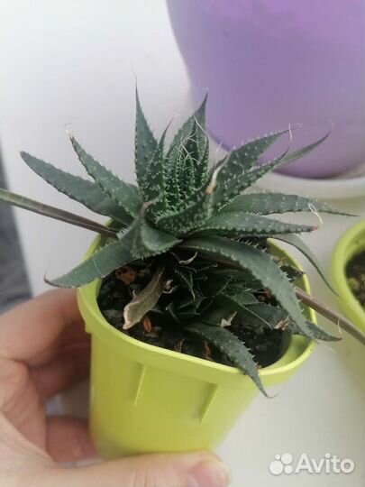 Алоэ микс с детками