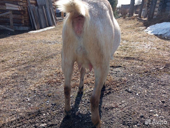 Продаются а/н козы