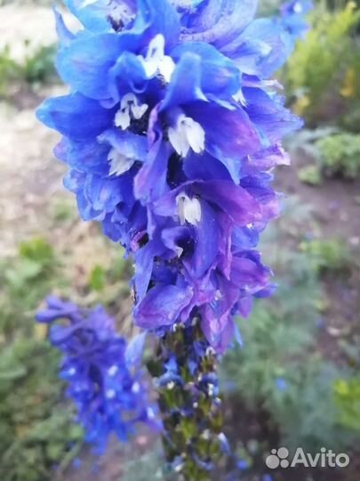 Дельфиниум многолетний