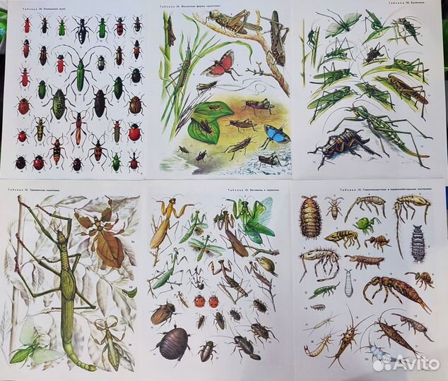 Иллюстрации бабочки, насекомые, стрекозы