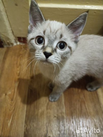 Сиамская кошка