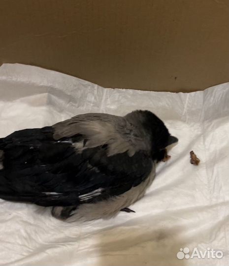 Птенец ворона