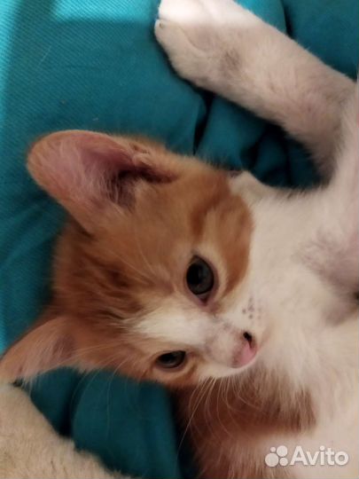 Котенок Мурцесса Лея