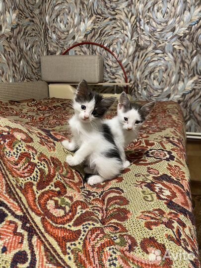 Котята в добрые руки мальчики