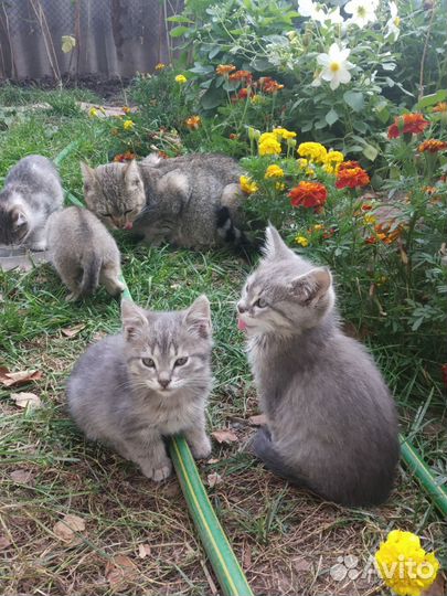 Котята, в добрые руки