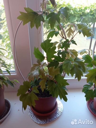 Комнатные цветы