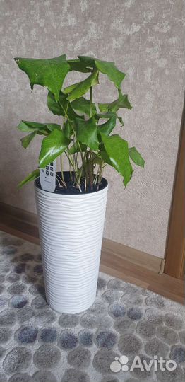 Редкий цветок, напольный в высоком горшке