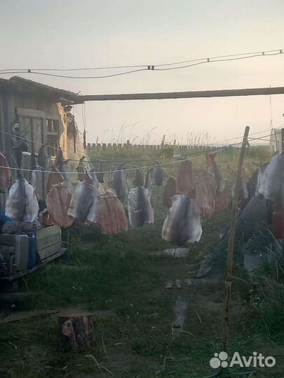 Проживание