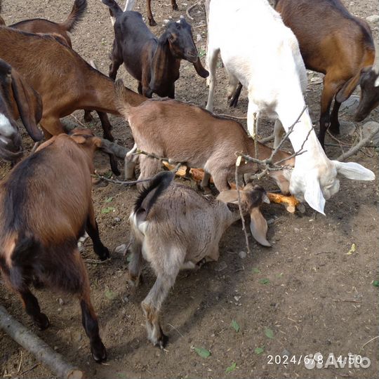 Козы и козлята камори