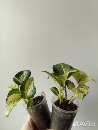 Сциндапсус /эпипремнум