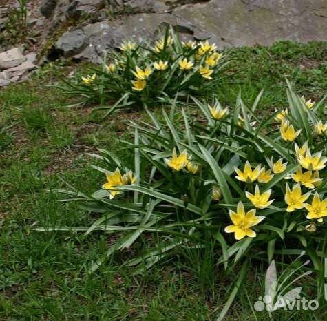 Лук афлатунский