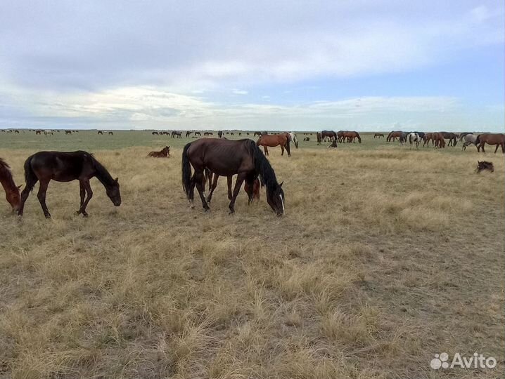 Продажа кобыл (жеребые) с жеребятами
