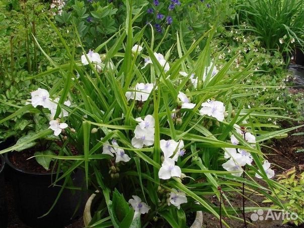 Лапчатка,садовая традесканция,наперстянка и другие