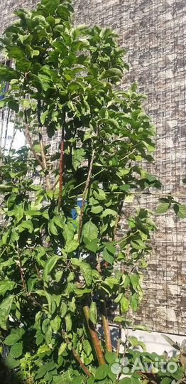 Яблоня колоновидная