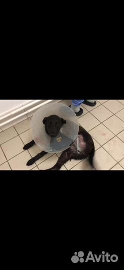 Собаки бесплатно