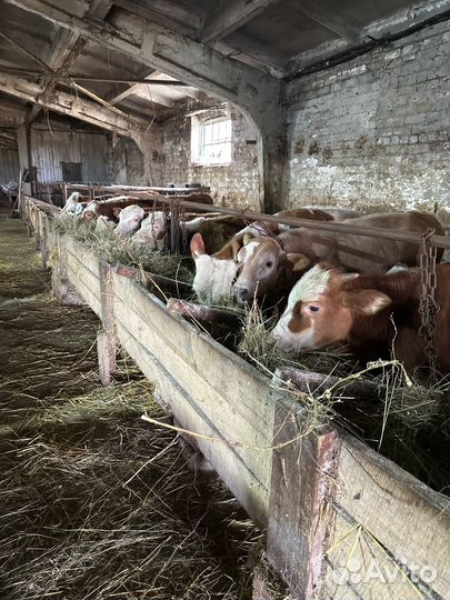 Бычкителята