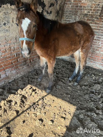 Жеребка 8 месяцев