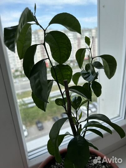 Мандариновое дерево