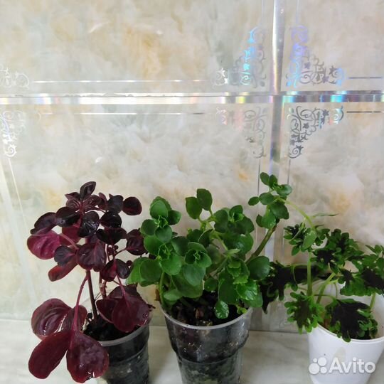 Комнатные цветы Сортовые