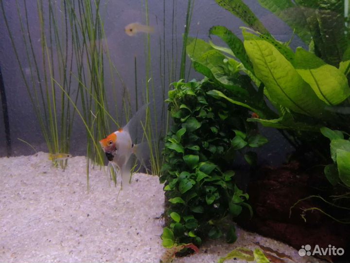 Аквариумные растения