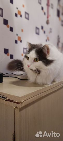 Отдам кошку