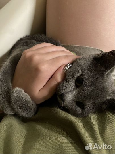 Передержка кошек