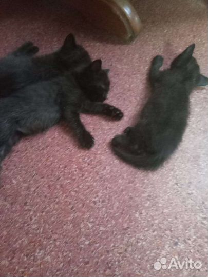 Котята в добрые руки мальчики