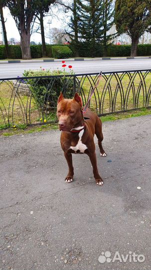 Питбуль Вязка