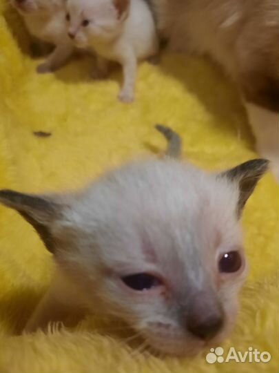 Отдам в добрые руки