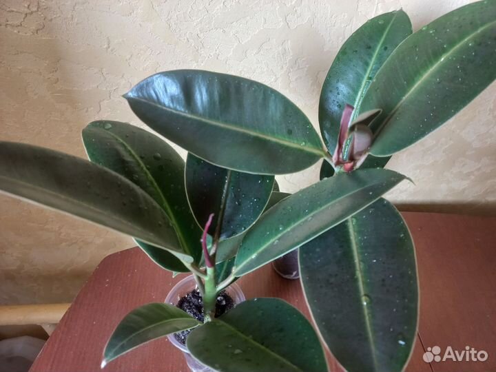 Фикус Мелани мелколистный