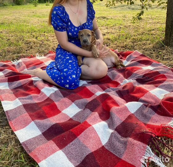 Американский булли