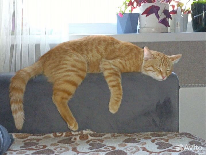 Передержка кошек