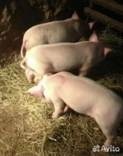 Поросята ландрас
