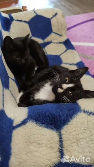 Котята в добрые руки бесплатно