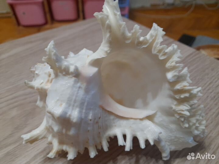Ракушка морская большая
