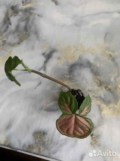 Сингониум ред стразбери