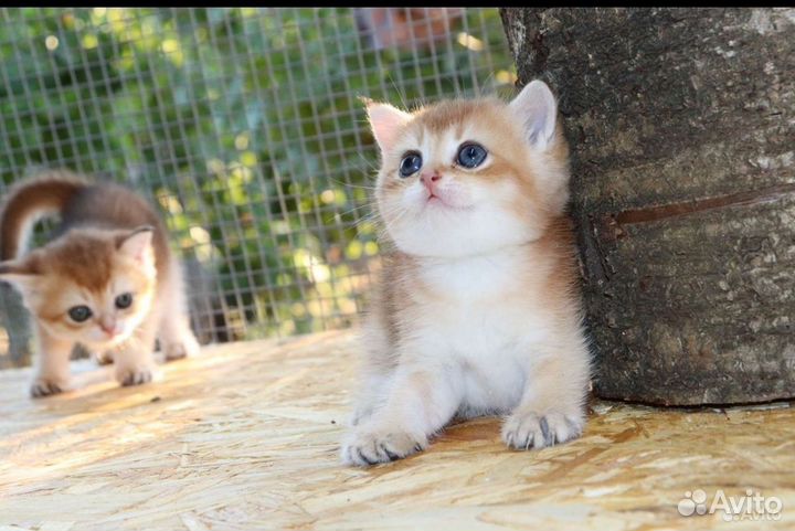 Шотландская золотая шиншилла мальчики