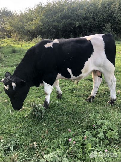 Быки и телка