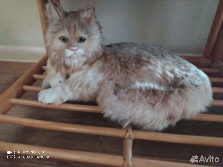 Кошки интерьерные, вазы