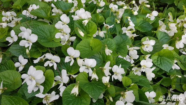 Фиалка садовая