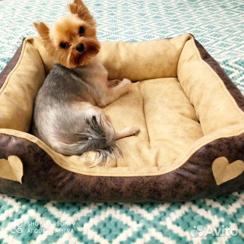 Передержка для собак