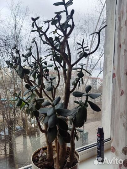 Денежное дерево