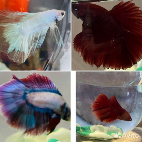 Аквариумные рыбки петушки