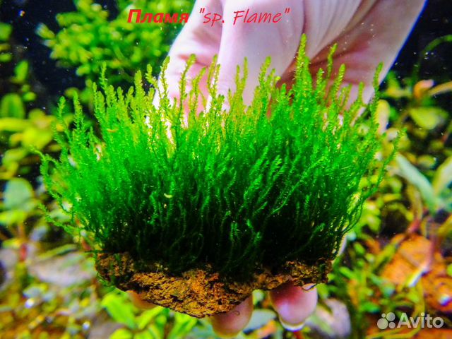 Мхи аквариумные