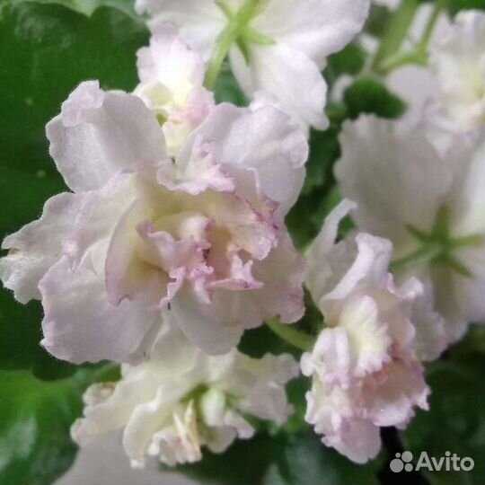 Листики сортовых фиалок