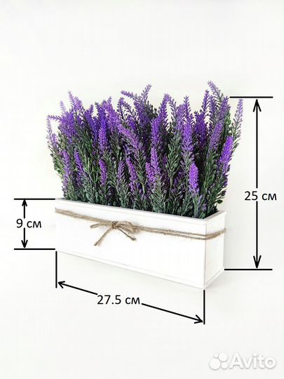 Лаванда в кашпо