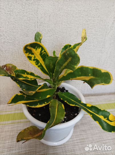 Стрелиция, филодендроны, пилея, традесканция