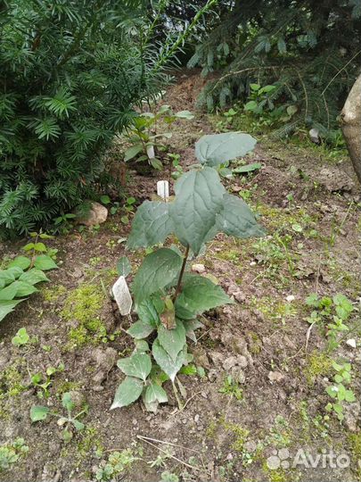 Жасмин(чубушник) поздний махровый