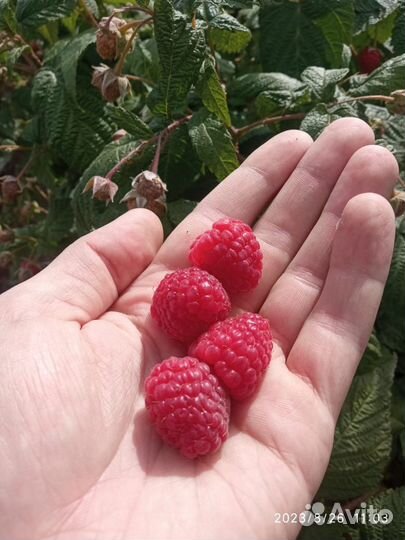 Малина ягоды