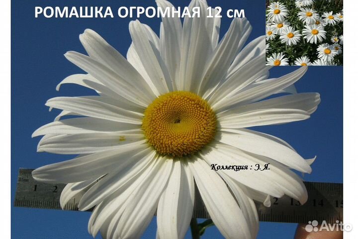 Флоксы, Ромашки, Красивоцветущие (Часть 2) Почтой